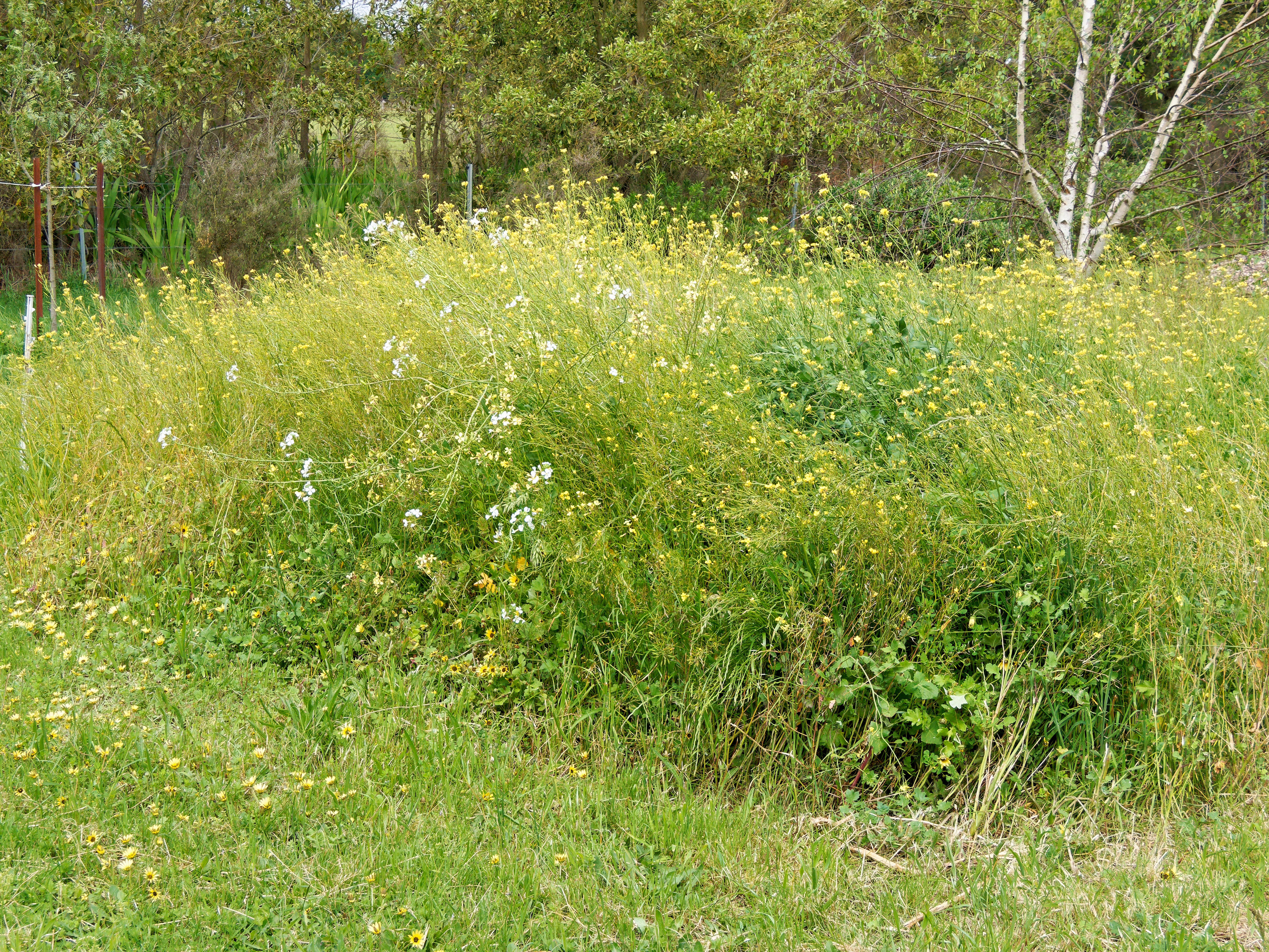 Photo Weeds-2.jpeg.  Click to redisplay small version of image. https://lemis.nyc3.digitaloceanspaces.com/grog/Photos/20251023/big/Weeds-2.jpeg