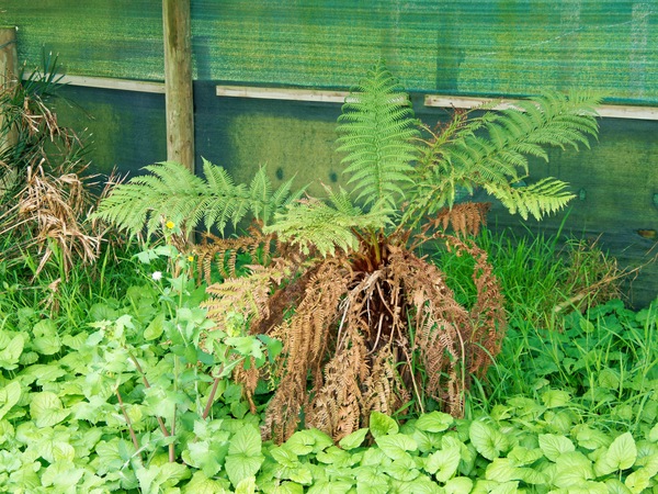 https://lemis.nyc3.digitaloceanspaces.com/grog/Photos/20251023/small/Tree-fern.jpeg