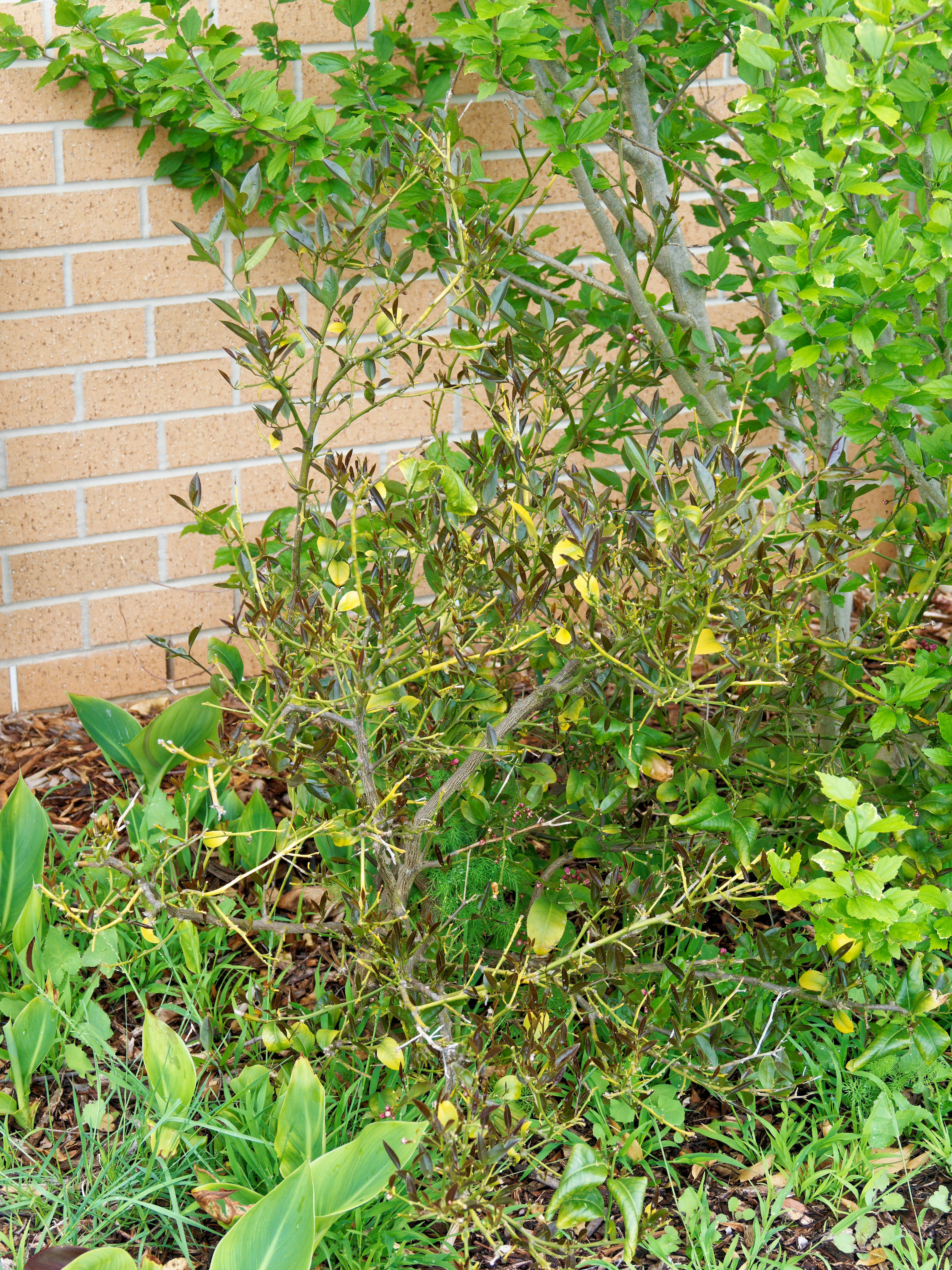 Photo Lime-tree-1.jpeg.  Click to redisplay small version of image. https://lemis.nyc3.digitaloceanspaces.com/grog/Photos/20251026/big/Lime-tree-1.jpeg