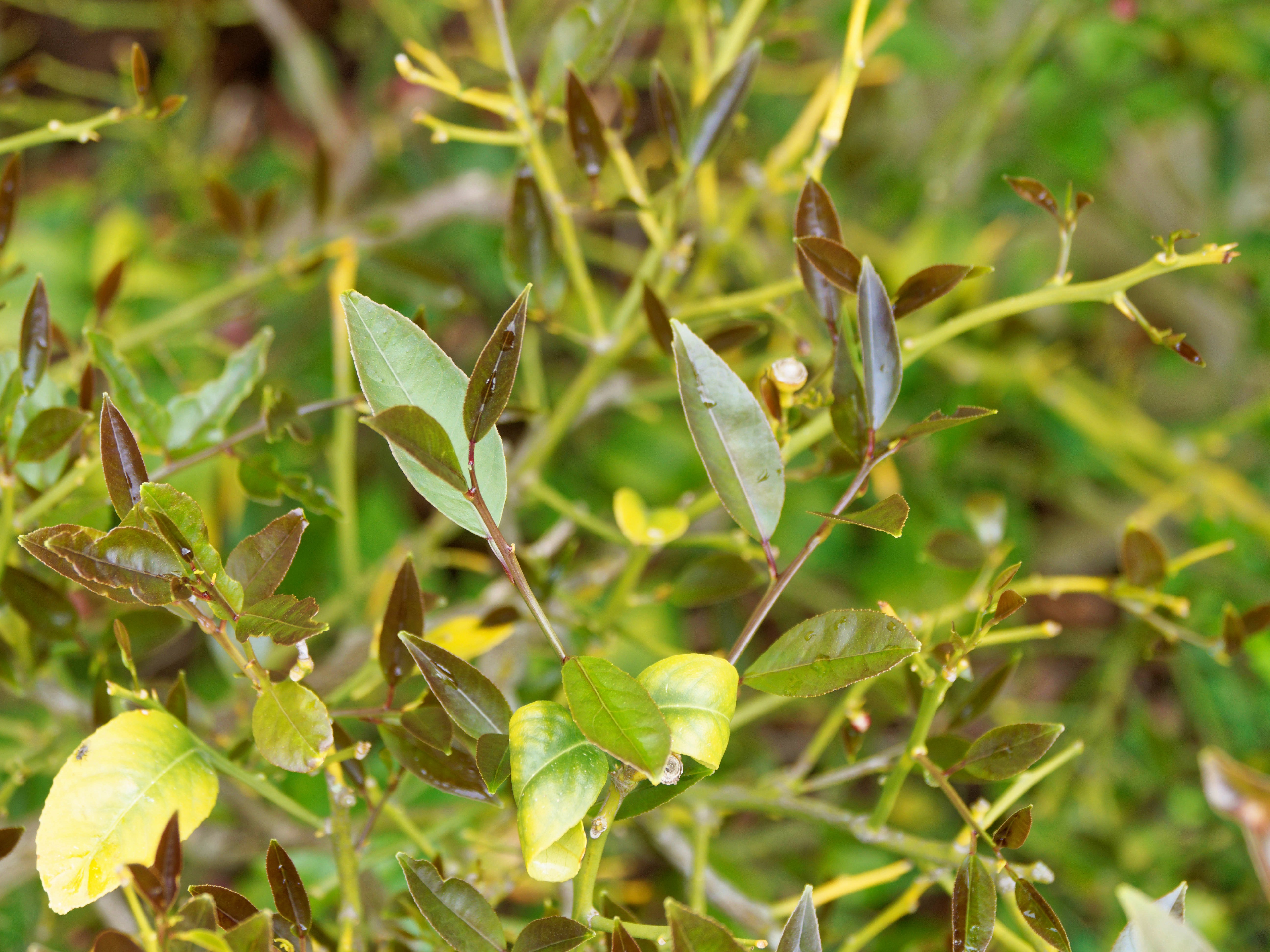 Photo Lime-tree-2.jpeg.  Click to redisplay small version of image. https://lemis.nyc3.digitaloceanspaces.com/grog/Photos/20251026/big/Lime-tree-2.jpeg