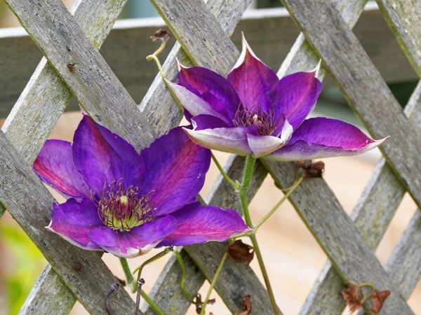 https://lemis.nyc3.digitaloceanspaces.com/grog/Photos/20251122/small/Clematis-Edo-Murasaki.jpeg