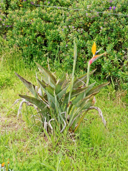 https://lemis.nyc3.digitaloceanspaces.com/grog/Photos/20251122/small/Strelitzia-reginae-2.jpeg