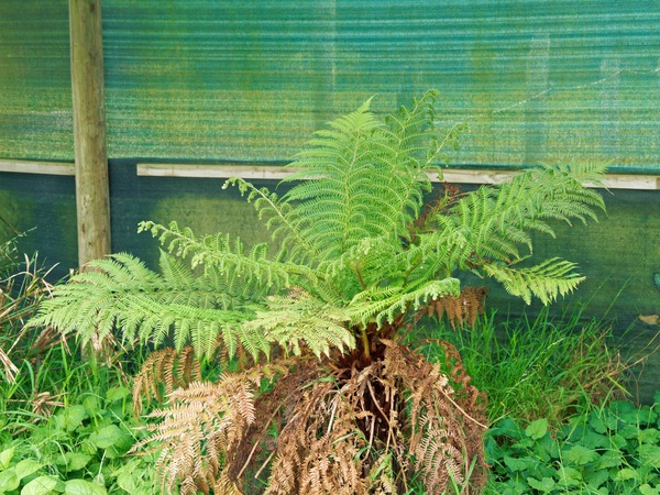 https://lemis.nyc3.digitaloceanspaces.com/grog/Photos/20251122/small/Tree-fern.jpeg