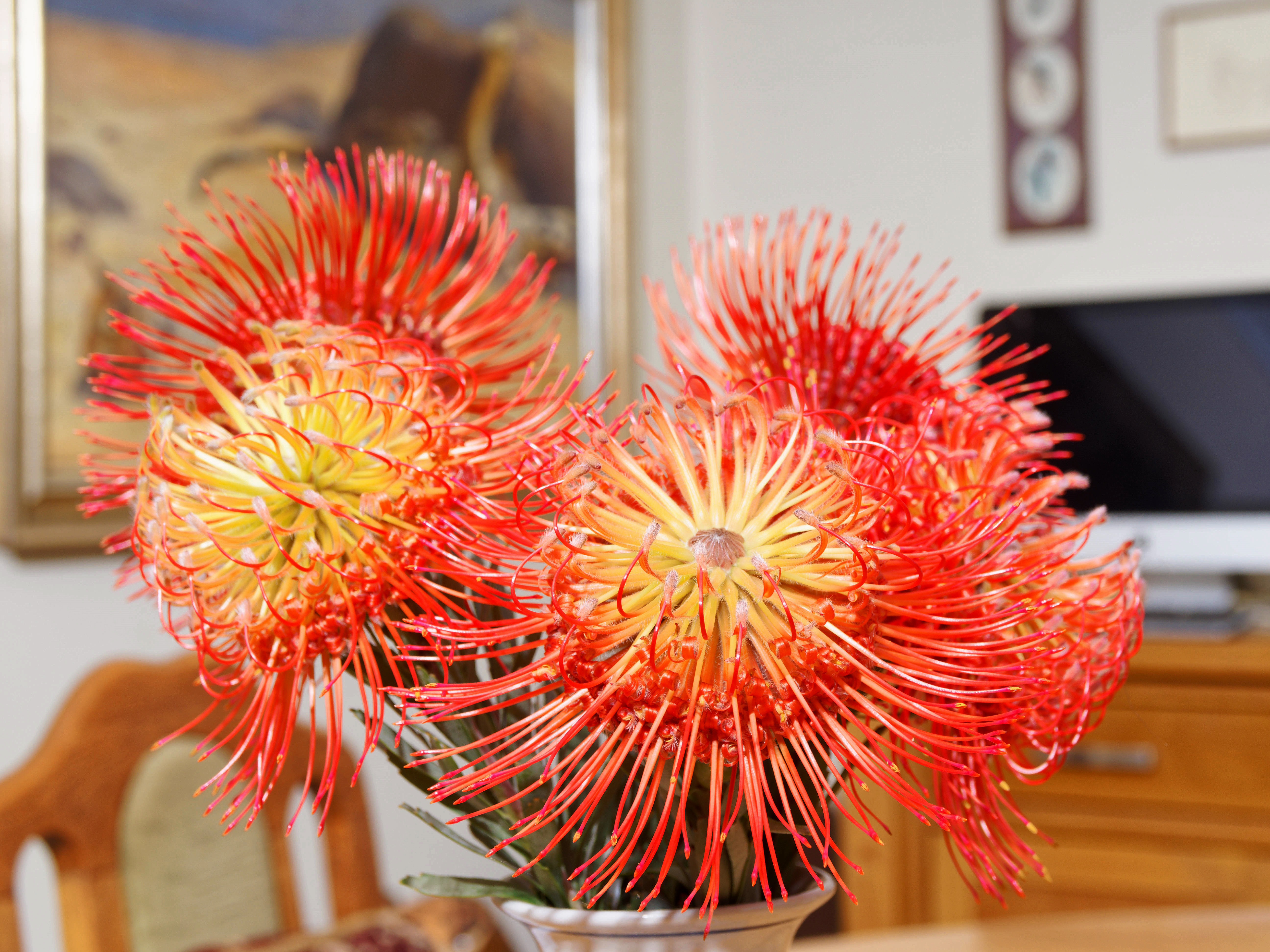 https://lemis.nyc3.digitaloceanspaces.com/grog/Photos/20251125/big/Leucospermum-1.jpeg