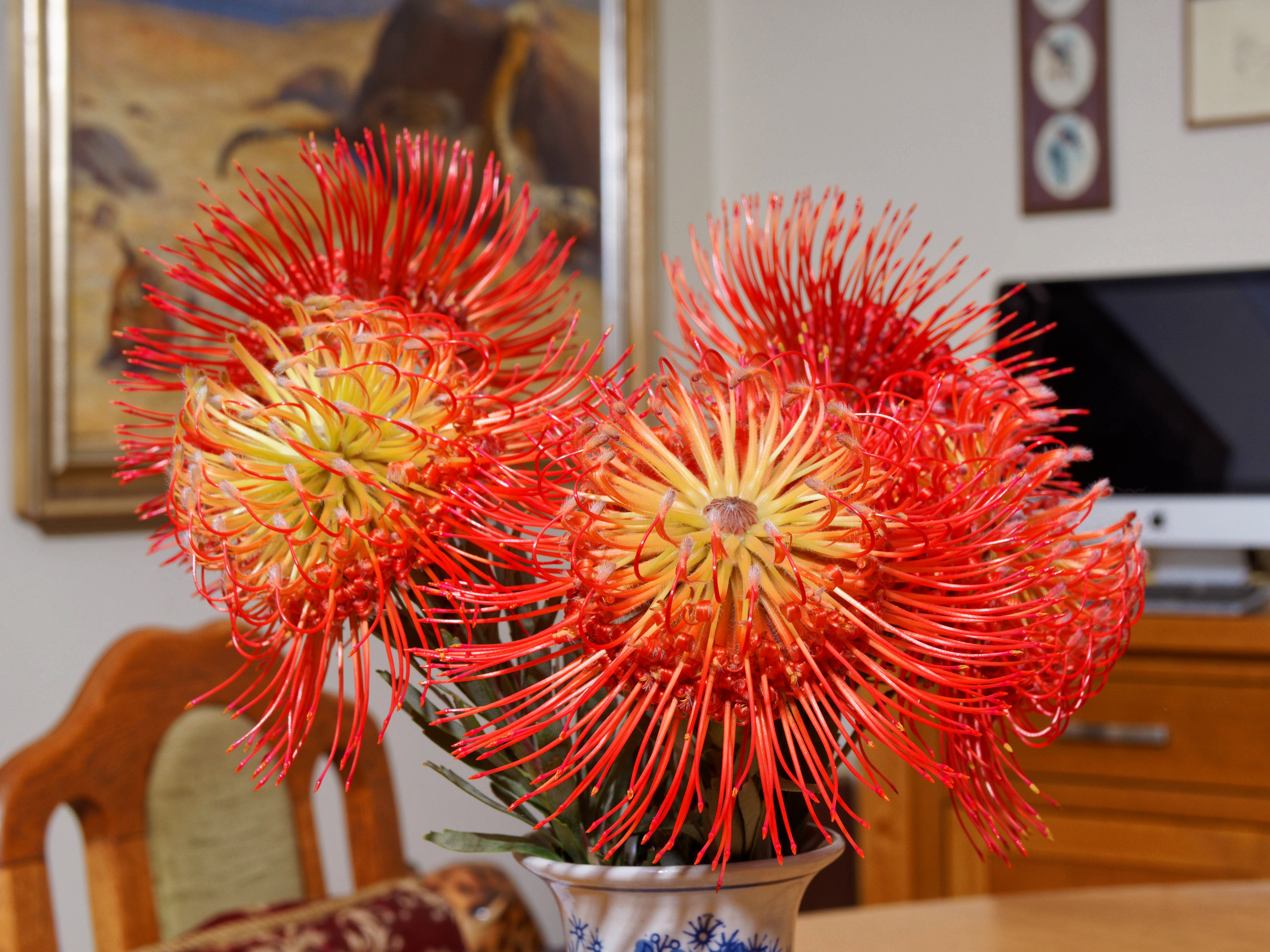 https://lemis.nyc3.digitaloceanspaces.com/grog/Photos/20251125/big/Leucospermum-2.jpeg