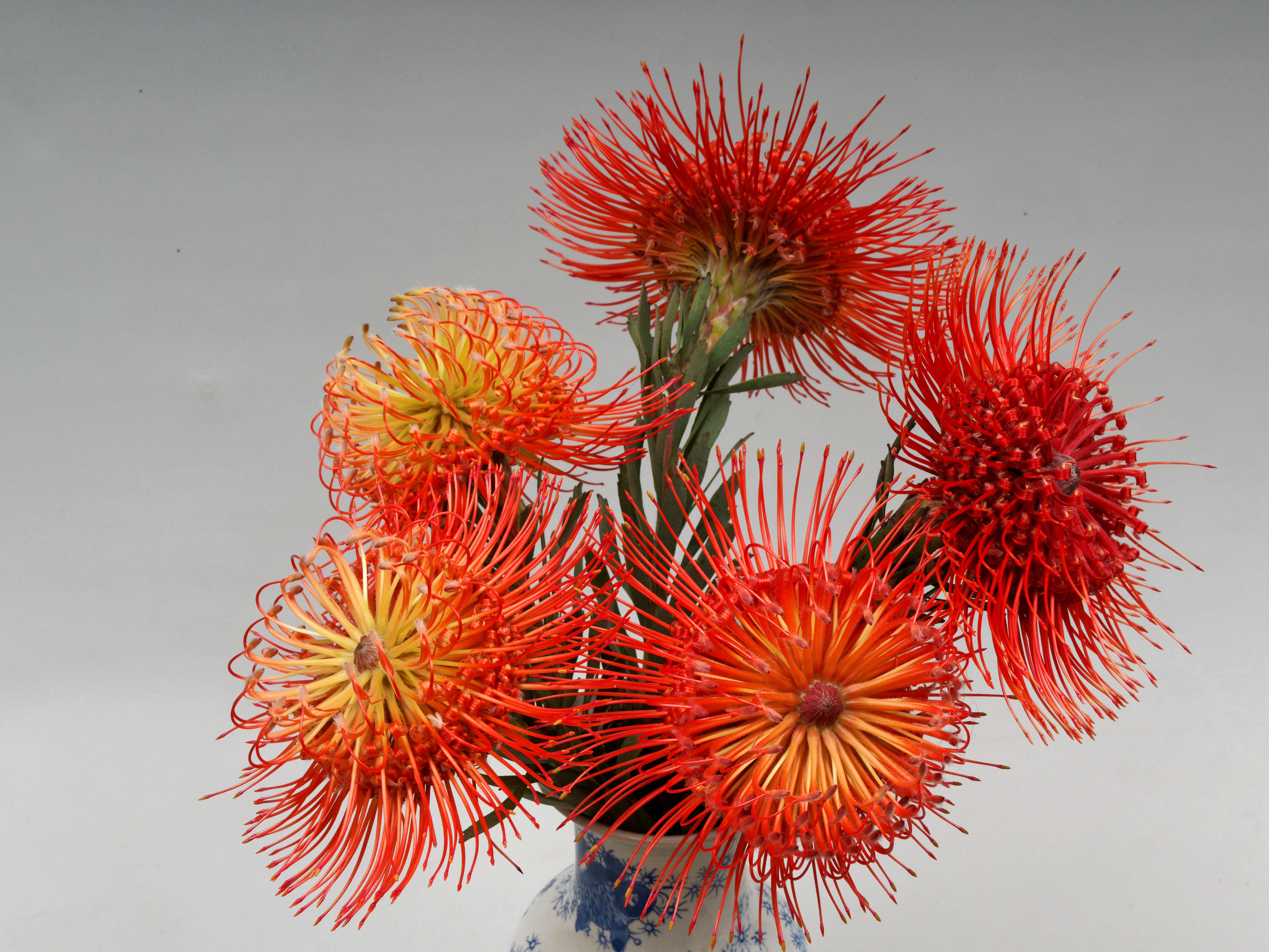 https://lemis.nyc3.digitaloceanspaces.com/grog/Photos/20251125/big/Leucospermum-5.jpeg