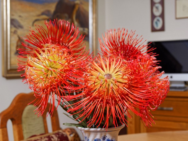 https://lemis.nyc3.digitaloceanspaces.com/grog/Photos/20251125/small/Leucospermum-2.jpeg
