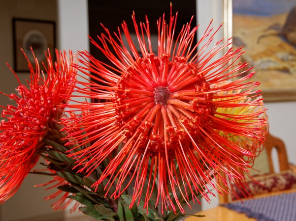 https://lemis.nyc3.digitaloceanspaces.com/grog/Photos/20251125/small/Leucospermum-3.jpeg