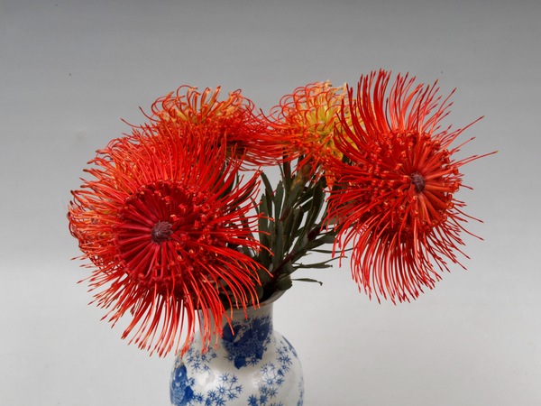 https://lemis.nyc3.digitaloceanspaces.com/grog/Photos/20251125/small/Leucospermum-4.jpeg