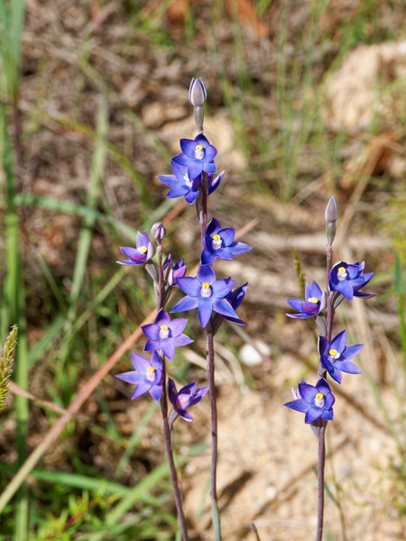 https://lemis.nyc3.digitaloceanspaces.com/grog/Photos/20251125/small/Thelymitra-pauciflora.jpeg