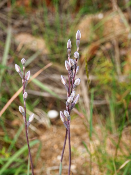 https://lemis.nyc3.digitaloceanspaces.com/grog/Photos/20251127/small/Thelymitra-pauciflora.jpeg