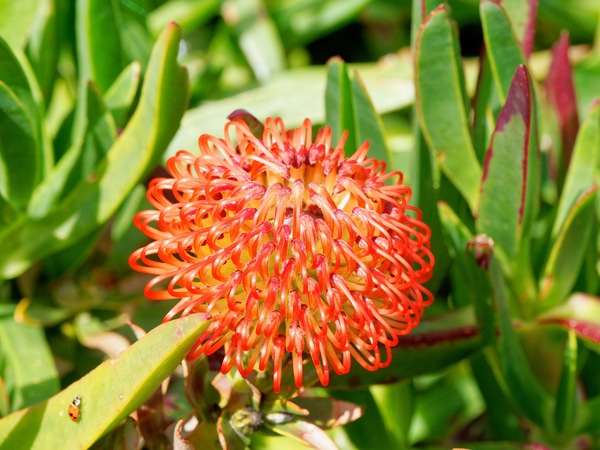 https://lemis.nyc3.digitaloceanspaces.com/grog/Photos/20251205/small/Leucospermum-cordifolium-2.jpeg
