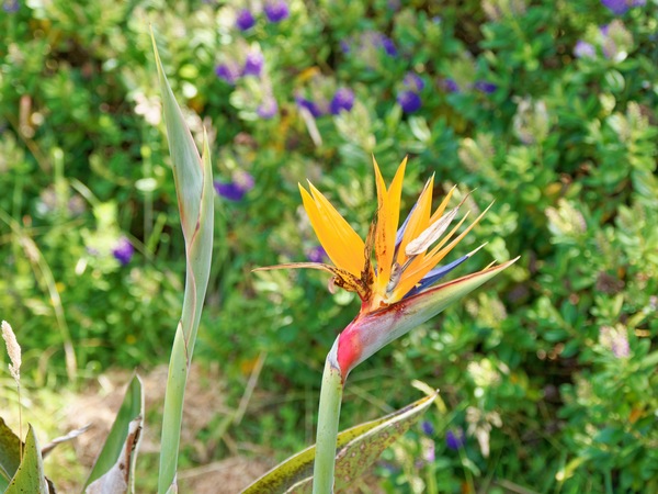 https://lemis.nyc3.digitaloceanspaces.com/grog/Photos/20251205/small/Strelitzia-reginae.jpeg