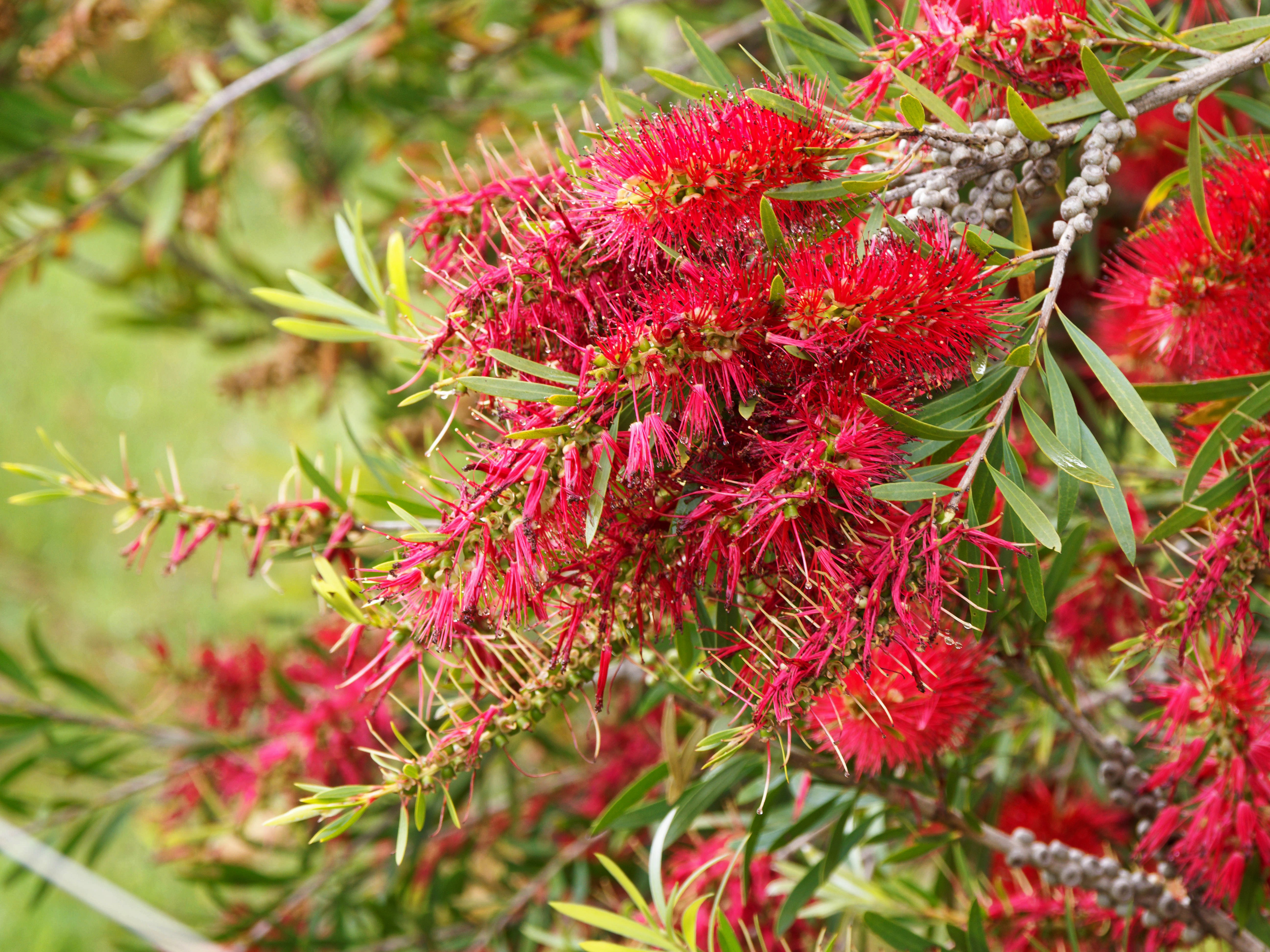 https://lemis.nyc3.digitaloceanspaces.com/grog/Photos/20251222/big/Callistemon-3.jpeg