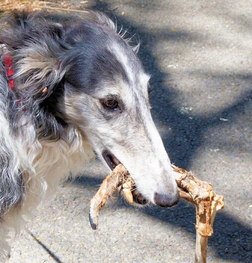 https://lemis.nyc3.digitaloceanspaces.com/grog/Photos/20260120/small/Larissa-Kangaroo-leg-2-detail.jpeg