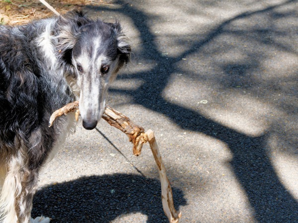 https://lemis.nyc3.digitaloceanspaces.com/grog/Photos/20260120/small/Larissa-Kangaroo-leg-3.jpeg