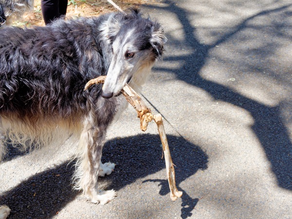 https://lemis.nyc3.digitaloceanspaces.com/grog/Photos/20260120/small/Larissa-Kangaroo-leg-4.jpeg