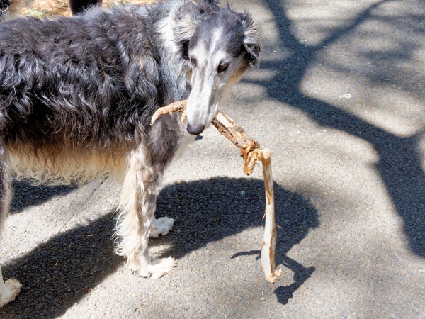 https://lemis.nyc3.digitaloceanspaces.com/grog/Photos/20260120/small/Larissa-Kangaroo-leg-5.jpeg