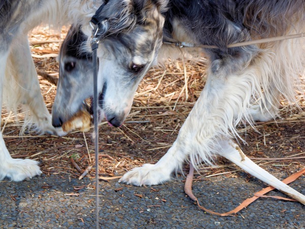 https://lemis.nyc3.digitaloceanspaces.com/grog/Photos/20260120/small/Larissa-Lena-kangaroo-leg-2.jpeg
