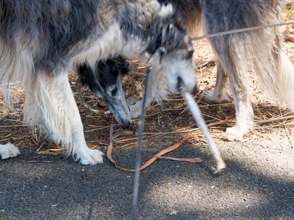 https://lemis.nyc3.digitaloceanspaces.com/grog/Photos/20260120/small/Larissa-Lena-kangaroo-leg-3.jpeg