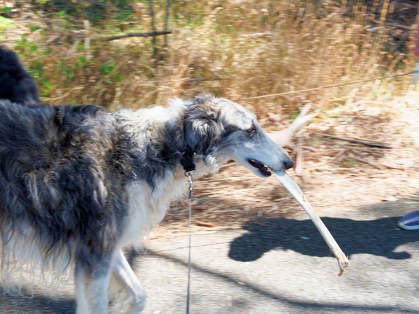 https://lemis.nyc3.digitaloceanspaces.com/grog/Photos/20260120/small/Lena-kangaroo-leg.jpeg