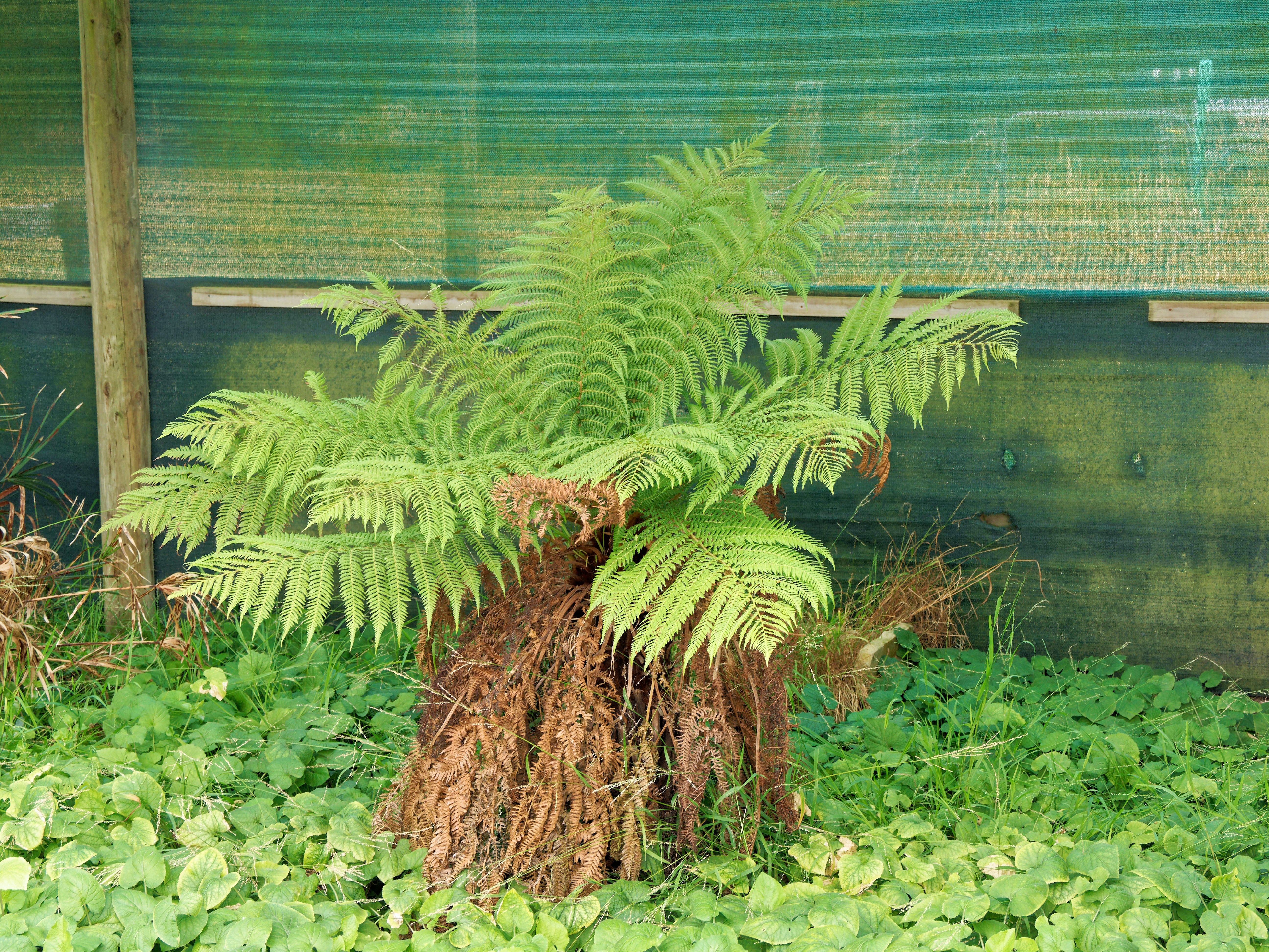 https://lemis.nyc3.digitaloceanspaces.com/grog/Photos/20260121/big/Tree-fern.jpeg