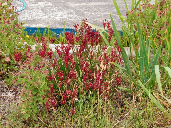 https://lemis.nyc3.digitaloceanspaces.com/grog/Photos/20260121/small/Anigozanthos.jpeg
