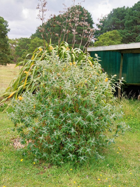 https://lemis.nyc3.digitaloceanspaces.com/grog/Photos/20260121/small/Buddleja-1.jpeg