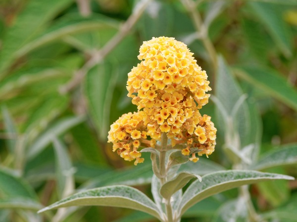 https://lemis.nyc3.digitaloceanspaces.com/grog/Photos/20260121/small/Buddleja-2.jpeg