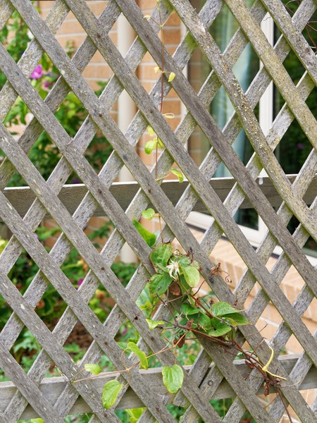 https://lemis.nyc3.digitaloceanspaces.com/grog/Photos/20260121/small/Clematis.jpeg