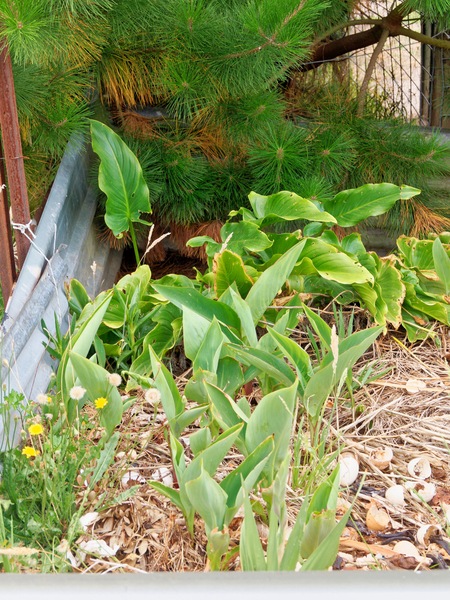 https://lemis.nyc3.digitaloceanspaces.com/grog/Photos/20260121/small/Compost-heap-1.jpeg