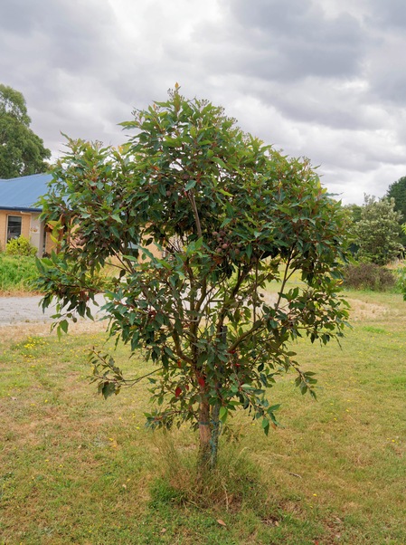 https://lemis.nyc3.digitaloceanspaces.com/grog/Photos/20260121/small/Corymbia-ficifolia.jpeg