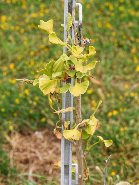https://lemis.nyc3.digitaloceanspaces.com/grog/Photos/20260121/small/Ginkgo-1.jpeg