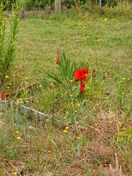 https://lemis.nyc3.digitaloceanspaces.com/grog/Photos/20260121/small/Gladiolus.jpeg