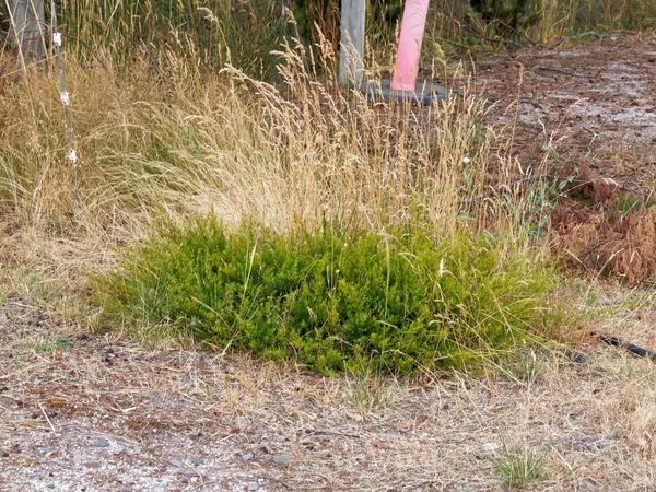 https://lemis.nyc3.digitaloceanspaces.com/grog/Photos/20260121/small/Grevillea-1.jpeg