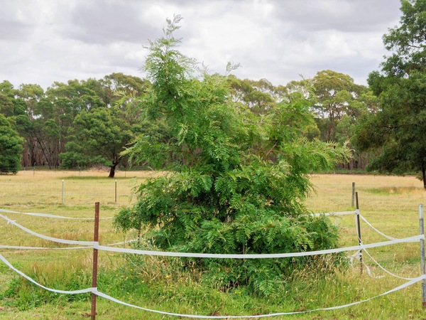 https://lemis.nyc3.digitaloceanspaces.com/grog/Photos/20260121/small/Grevillea-robusta.jpeg