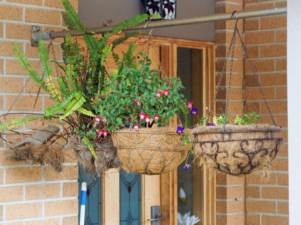 https://lemis.nyc3.digitaloceanspaces.com/grog/Photos/20260121/small/Hanging-baskets.jpeg