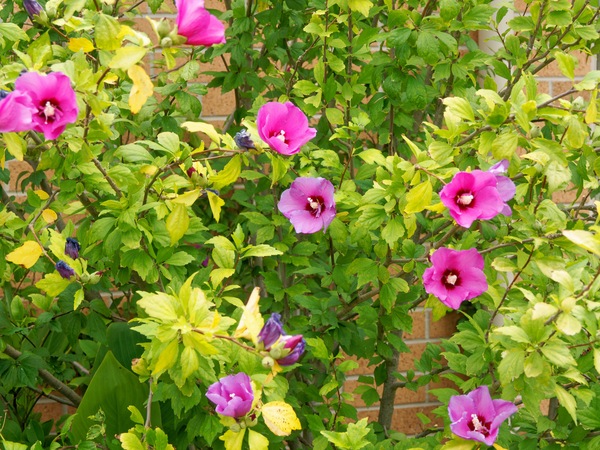 https://lemis.nyc3.digitaloceanspaces.com/grog/Photos/20260121/small/Hibiscus-syriacus.jpeg