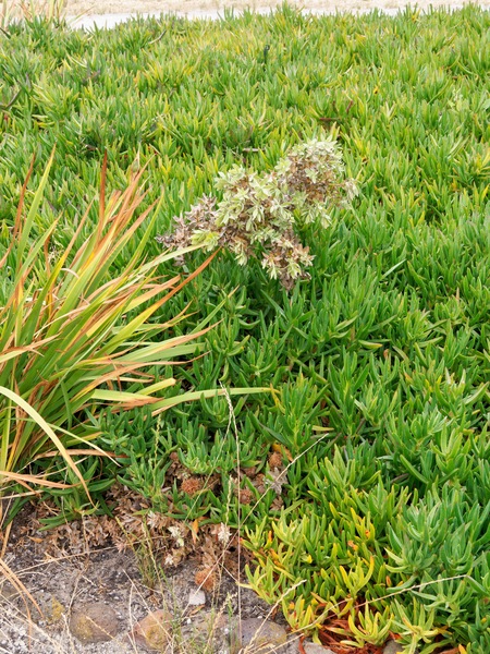 https://lemis.nyc3.digitaloceanspaces.com/grog/Photos/20260121/small/Leucospermum.jpeg