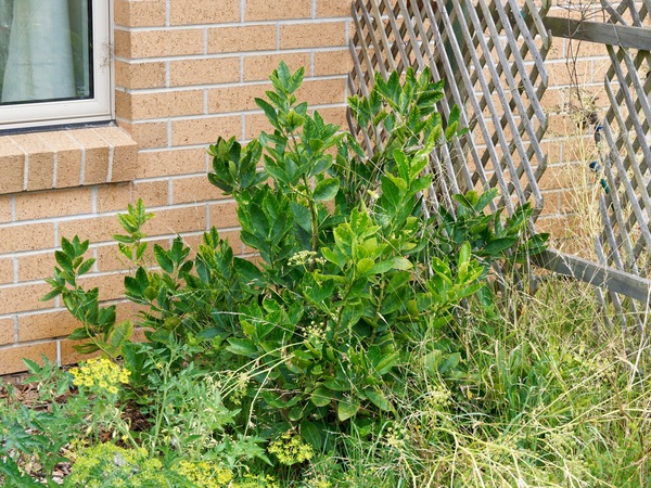 https://lemis.nyc3.digitaloceanspaces.com/grog/Photos/20260121/small/Lime-tree.jpeg