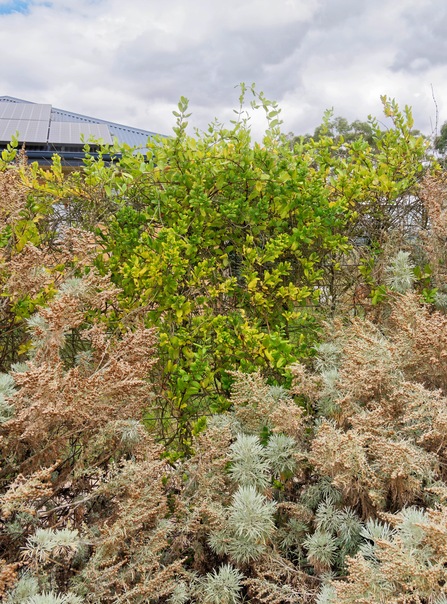 https://lemis.nyc3.digitaloceanspaces.com/grog/Photos/20260121/small/Lonicera-1.jpeg