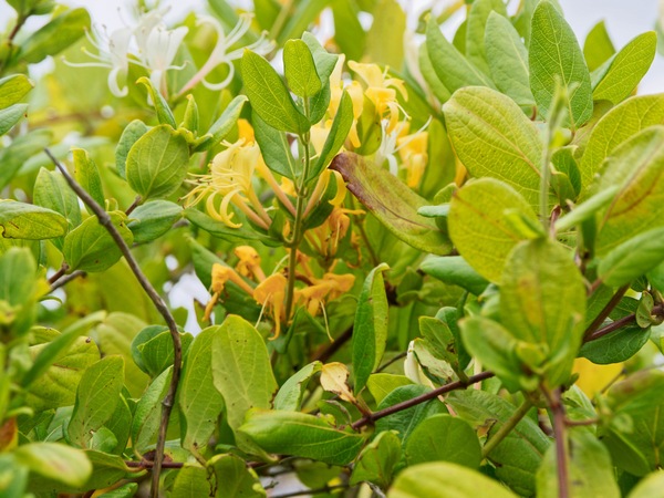 https://lemis.nyc3.digitaloceanspaces.com/grog/Photos/20260121/small/Lonicera-2.jpeg