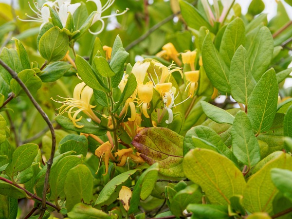 https://lemis.nyc3.digitaloceanspaces.com/grog/Photos/20260121/small/Lonicera-3.jpeg