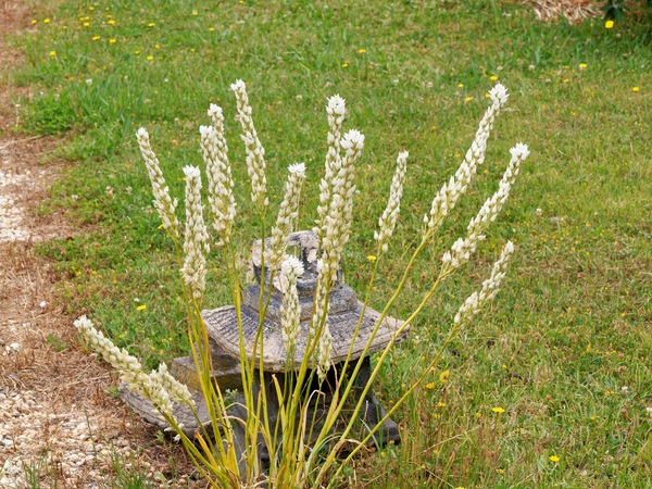 https://lemis.nyc3.digitaloceanspaces.com/grog/Photos/20260121/small/Mystery-flower.jpeg