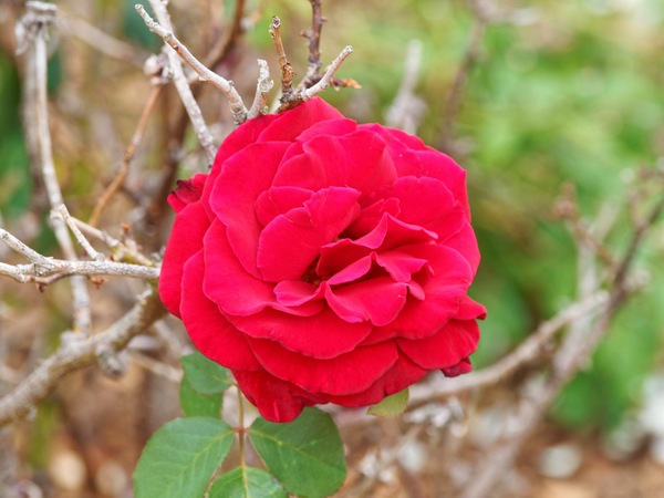 https://lemis.nyc3.digitaloceanspaces.com/grog/Photos/20260121/small/Rose-1.jpeg