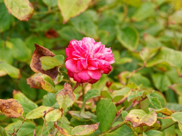 https://lemis.nyc3.digitaloceanspaces.com/grog/Photos/20260121/small/Rose-3.jpeg