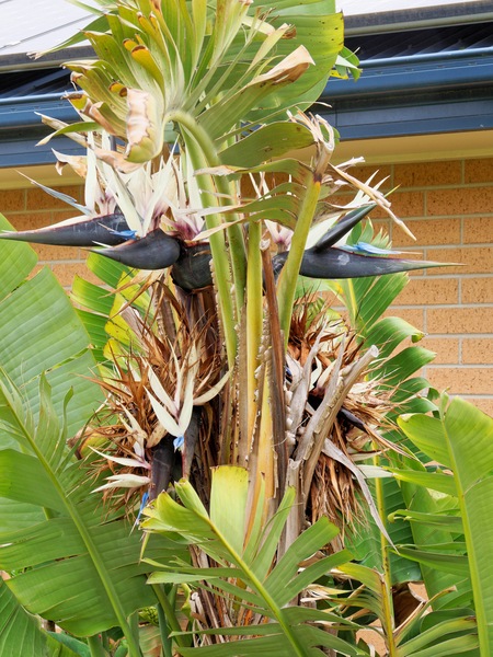 https://lemis.nyc3.digitaloceanspaces.com/grog/Photos/20260121/small/Strelitzia-nicolai-2.jpeg