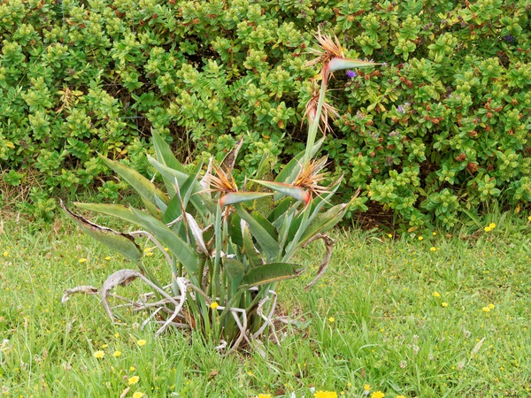 https://lemis.nyc3.digitaloceanspaces.com/grog/Photos/20260121/small/Strelitzia-reginae.jpeg
