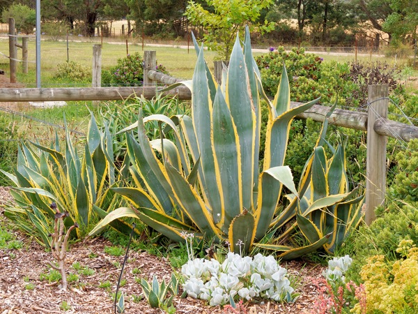 https://lemis.nyc3.digitaloceanspaces.com/grog/Photos/20260121/small/Succulents-2.jpeg