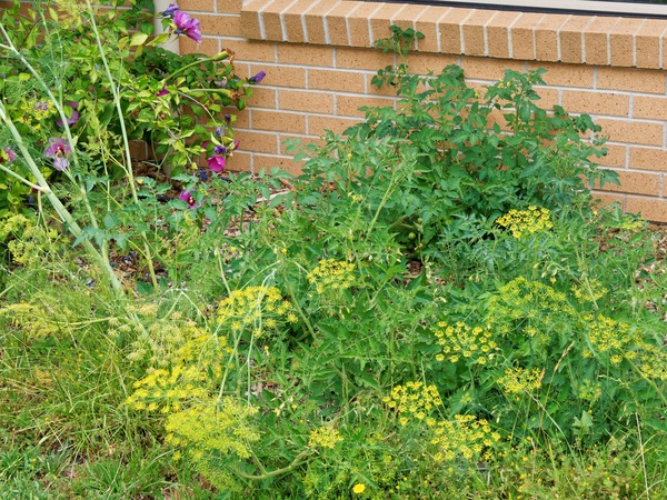 https://lemis.nyc3.digitaloceanspaces.com/grog/Photos/20260121/small/Tomatoes-and-dill-1.jpeg